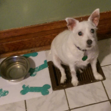 Lucy staying warm on the heat vent